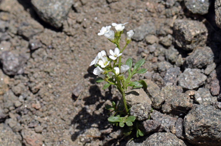 Cardamine resedifolia